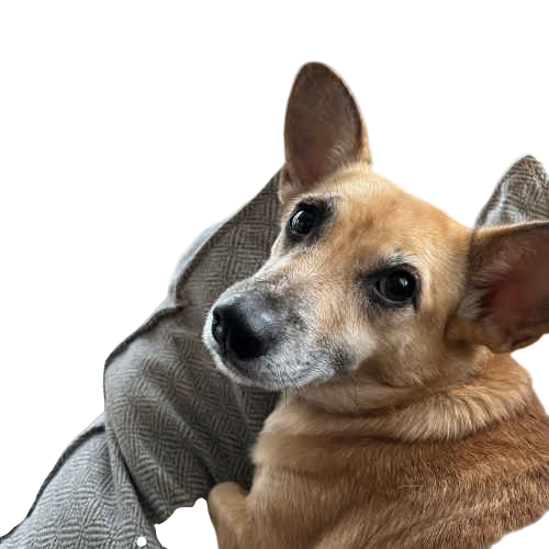 yoli_500_square.png